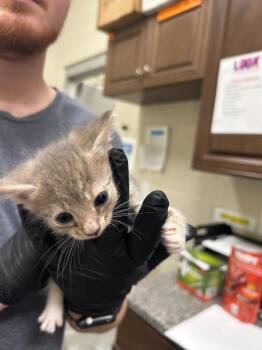 2026-09-061 -  Domestic Short Hair Cat for Adoption in Winder, Georgia - 2026-09-061 | PetCurious