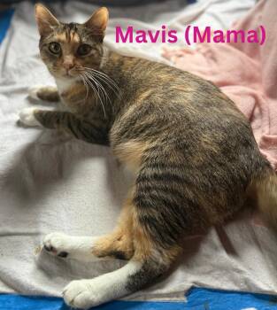 Mavis -  Domestic Short Hair Cat for Adoption in Blaine, Minnesota - Mavis | PetCurious