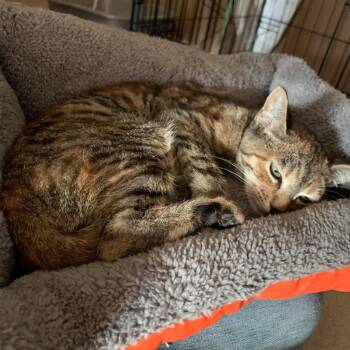 Domestic Short Hair Cats Available for Adoption in Chino Hills, California - Isabelle - Chino Hills Location | PetCurious