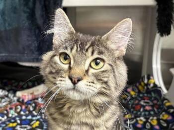 Beans -  Domestic Medium Hair Cat for Adoption in Portland, Oregon - Beans | PetCurious