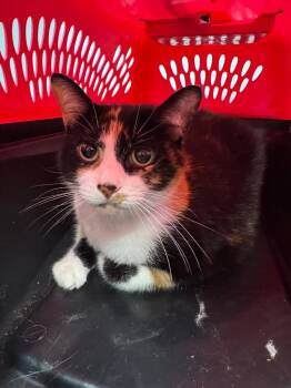 Faye -  Domestic Short Hair Cat for Adoption in Bloomington, Indiana - Faye | PetCurious