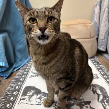 Domestic Short Hair Cats Available for Adoption in Flagstaff, Arizona - Remi - Adoptable Barn Cat | PetCurious
