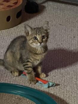Jolene -  Domestic Short Hair Cat for Adoption in Port Republic, Maryland - Jolene | PetCurious