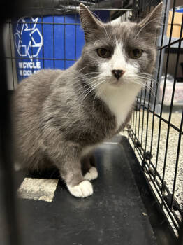 Rescue Domestic Short Hair Cats for Adoption in West Chester, Pennsylvania - Cactus | PetCurious