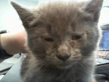A1266483 -  Domestic Short Hair Cat for Adoption in Charlotte, North Carolina - A1266483 | PetCurious