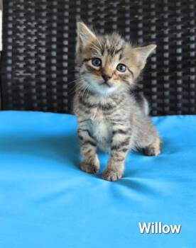 Domestic Short Hair Cats Available for Adoption in Rosenberg, Texas - WILLOW | PetCurious