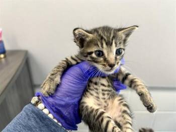 VERA -  Domestic Short Hair Cat for Adoption in Ocala, Florida - VERA | PetCurious