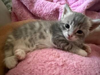 Claire -  Tabby Cat for Adoption in Orlando, Florida - Claire | PetCurious