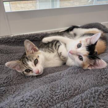 Lola -  Domestic Short Hair Cat for Adoption in Tustin, California - Lola | PetCurious