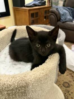 Bella -  Domestic Short Hair Cat for Adoption in Hamilton, Ontario - Bella | PetCurious