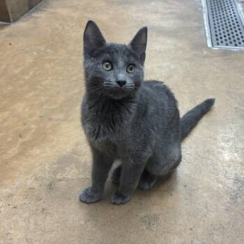 Zoey -  Domestic Short Hair Cat for Adoption in Chicago, Illinois - Zoey | PetCurious
