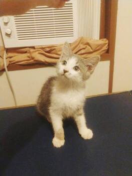 Gizmo Thursday -  Domestic Medium Hair and Tabby Cat for Adoption in Chandler, Arizona - Gizmo Thursday | PetCurious