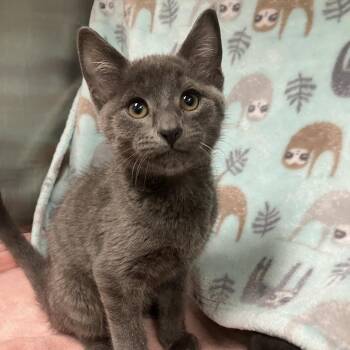 Purcel -  Domestic Short Hair Cat for Adoption in Keizer, Oregon - Purcel | PetCurious