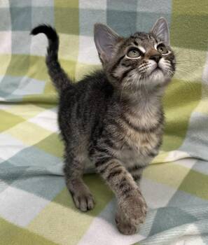 Fred -  Domestic Short Hair Cat for Adoption in Richland Hills, Texas - Fred | PetCurious