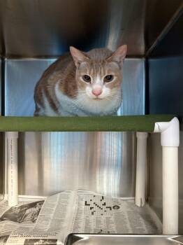 Domestic Short Hair Cats Available for Adoption in Leavenworth, Kansas - 26-0180 "Benji" | PetCurious