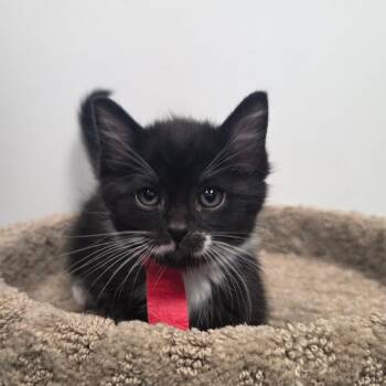 Thumper -  Domestic Short Hair Cat for Adoption in Great Falls, Montana - Thumper | PetCurious