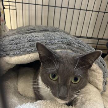 Nena -  Domestic Short Hair Cat for Adoption in Bedford, New Hampshire - Nena | PetCurious