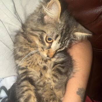 Floof -  Domestic Long Hair and Maine Coon Cat for Adoption in Ringtown, Pennsylvania - Floof | PetCurious