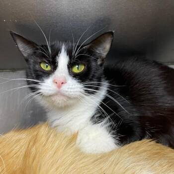 Circe -  Domestic Short Hair Cat for Adoption in Roanoke, Virginia - Circe | PetCurious