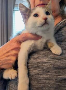 Ruby -  Tabby Cat for Adoption in Ypsilanti, Michigan - Ruby | PetCurious