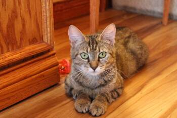 Rescue American Shorthair Cats for Adoption in Urbana, Ohio - Selena | PetCurious