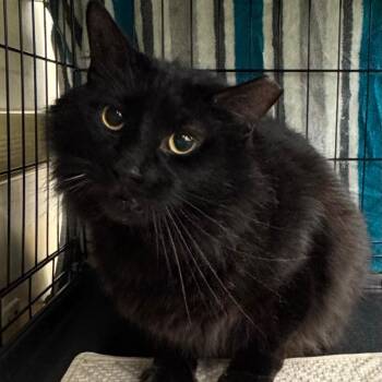 Salem -  Domestic Long Hair Cat for Adoption in Ashland, Virginia - Salem | PetCurious