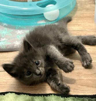 Storm -  Domestic Medium Hair Cat for Adoption in Orlando, Florida - Storm | PetCurious