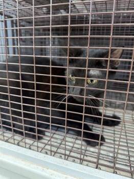A657409 -  Domestic Short Hair Cat for Adoption in Houston, Texas - A657409 | PetCurious