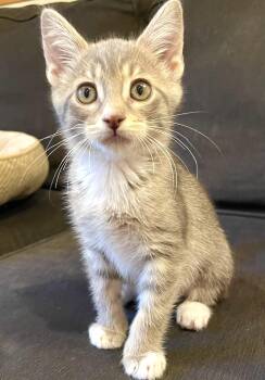 Rescue Domestic Short Hair Cats for Adoption in Othello, Washington - Elara | PetCurious