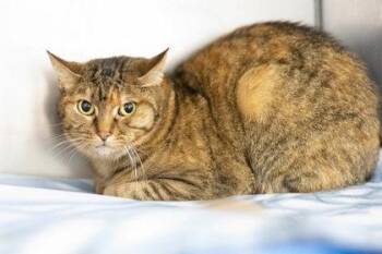 Domestic Short Hair Cats Available for Adoption - Speedy | PetCurious