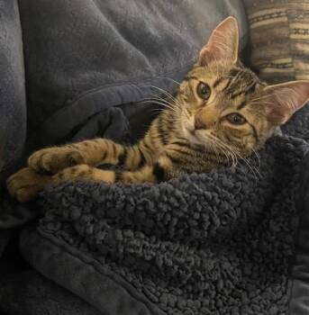 American Shorthair Cats Available for Adoption in Schertz, Texas - Paloma (SH) | PetCurious