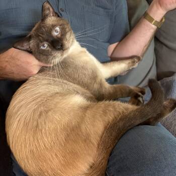 Casper -  Siamese Cat for Adoption in Houston, Texas - Casper | PetCurious