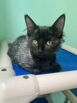 Lenore -  Domestic Medium Hair Cat for Adoption in Emerald Isle, North Carolina - Lenore | PetCurious