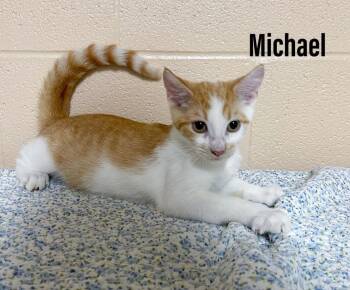 Michael -  Domestic Short Hair Cat for Adoption in Clearfield, Kentucky - Michael | PetCurious