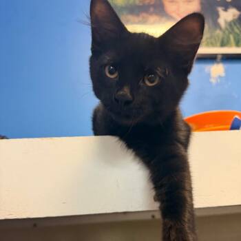 Habanero -  Domestic Long Hair Cat for Adoption in Mankato, Minnesota - Habanero | PetCurious