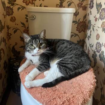 Rescue Domestic Short Hair Cats for Adoption in Medina, Ohio - Cleo | PetCurious