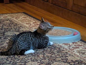 Rescue Tabby Cats for Adoption in San Jose, California - Guapo | PetCurious