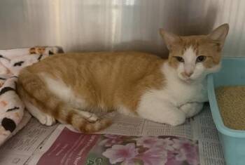 Domestic Short Hair Cats Available for Adoption in Fort Worth, Texas - Nani | PetCurious