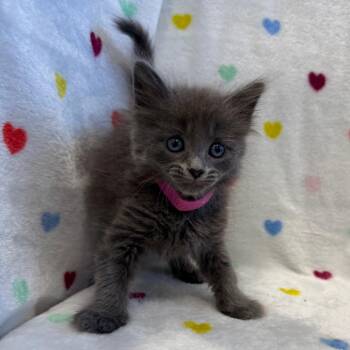 Posy -  Domestic Medium Hair Cat for Adoption in Abilene, Texas - Posy | PetCurious