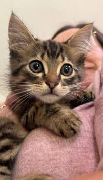 Bubbles -  Domestic Short Hair Cat for Adoption in Bossier City, Louisiana - Bubbles | PetCurious