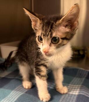 Domestic Short Hair Cats Available for Adoption in Ocala, Florida - U-haul | PetCurious