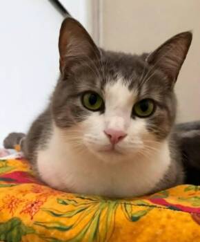 Domestic Short Hair Cats Available for Adoption in Columbia, Tennessee - Sharon | PetCurious