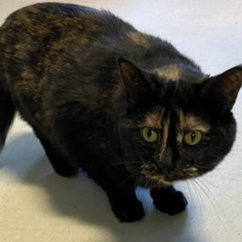Rescue Domestic Short Hair Cats for Adoption in North Branford, Connecticut - 21-244 Annalisa | PetCurious