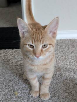 Rescue Domestic Short Hair Cats for Adoption in San Antonio, Texas - Chae | PetCurious