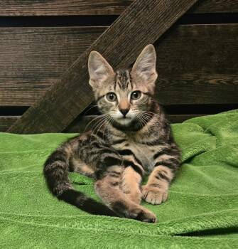 Packing Tape -  Domestic Short Hair Cat for Adoption in Stoughton, Wisconsin - Packing Tape | PetCurious