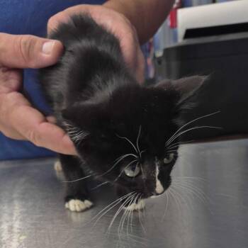 Webster -  Domestic Short Hair Cat for Adoption in Summerlee, West Virginia - Webster | PetCurious