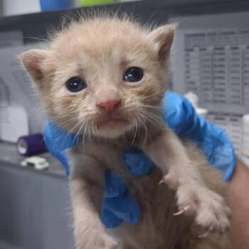 Sven -  Domestic Short Hair Cat for Adoption in Summerville, South Carolina - Sven | PetCurious