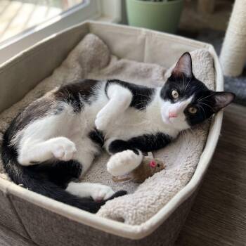 Moose -  Domestic Short Hair Cat for Adoption in Allen, Texas - Moose | PetCurious