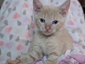 Florida -  Domestic Short Hair Cat for Adoption in Trenton, New Jersey - Florida | PetCurious