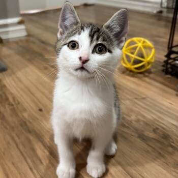 Rescue Domestic Short Hair Cats for Adoption in Puslinch, Ontario - Sandy | PetCurious